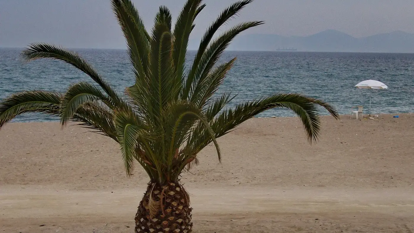 Δρόμος της Γλυφάδας με φοίνικες
