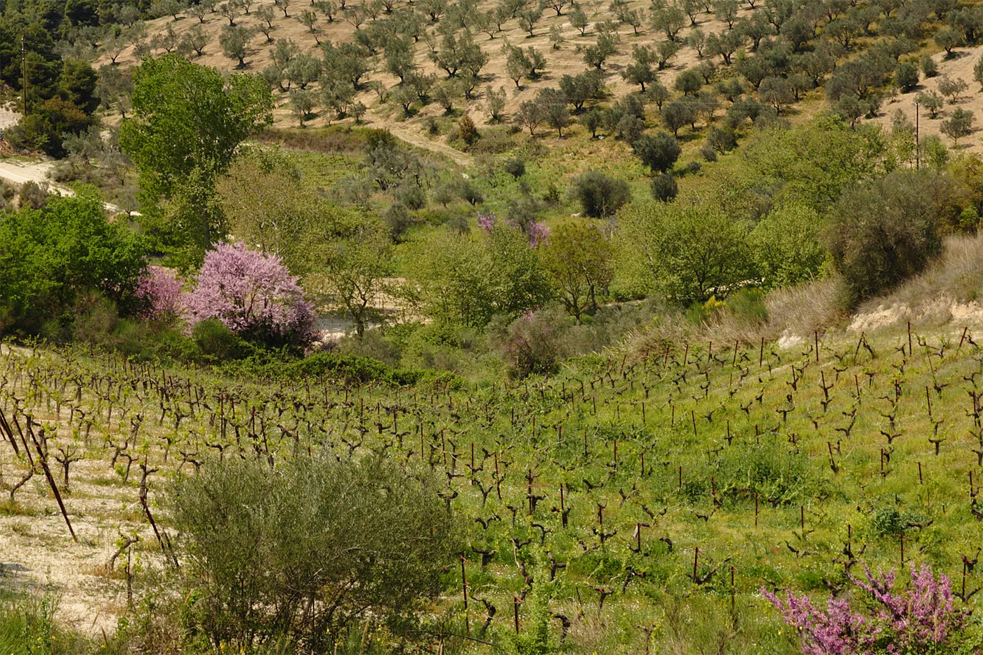 Vignes et oliviers sur les collines de Corinthie au printemps