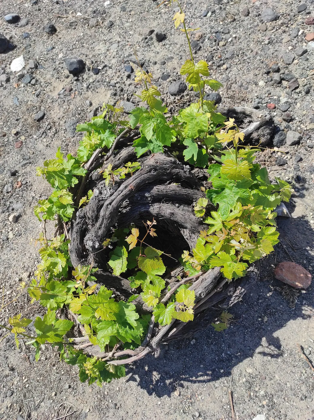 Un cep d’assyrtiko tressé comme un panier, au ras du sol volcanique de Santorin