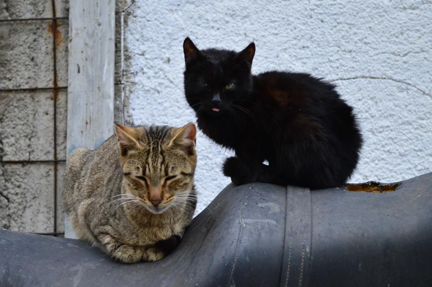 阿纳菲奥蒂卡墙上的两只猫，一只黑猫，一只虎斑猫