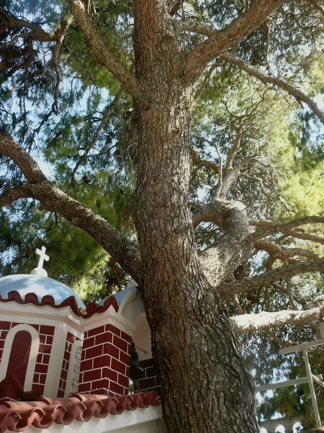 A torre sineira de uma capela no mosteiro de Agios Nektarios, debaixo de um grande pinheiro