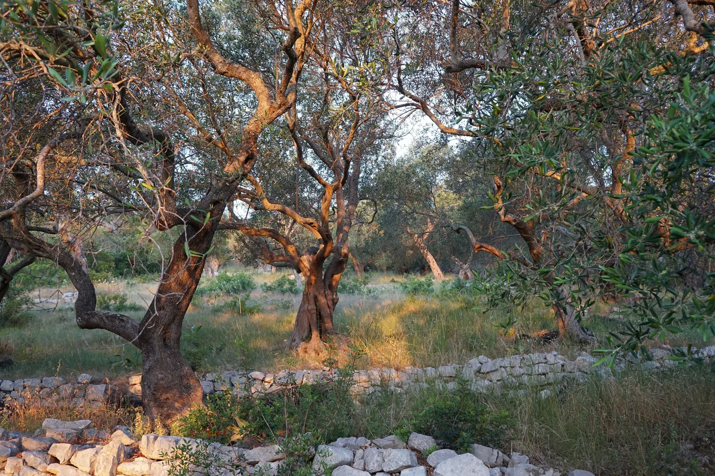 Ulivi secolari dai tronchi contorti alla prima luce