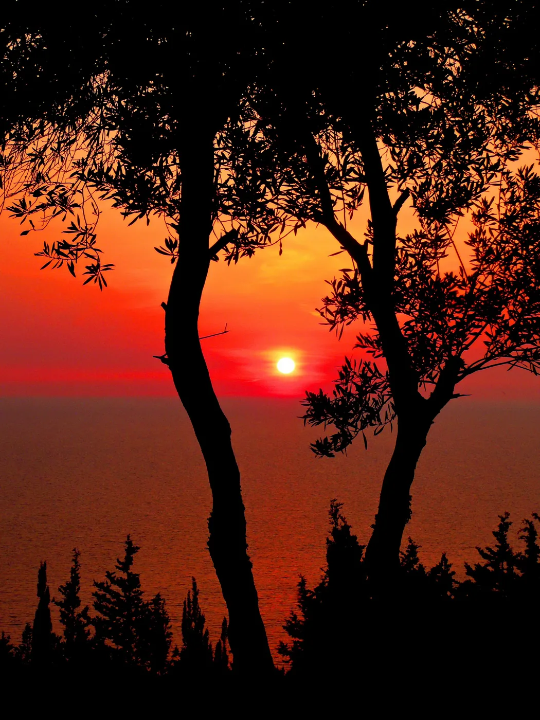 Tramonto dietro gli ulivi a Erimitis