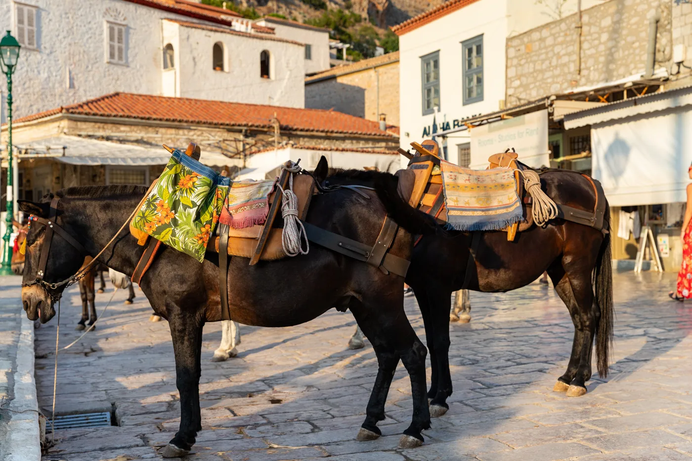 Des ânes aux selles colorées dans le port d’Hydra