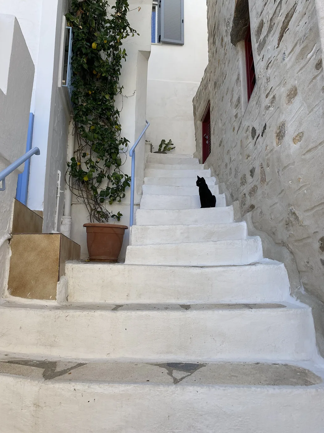 Des marches blanches dans une ruelle étroite d’Ano Syros, avec des pots de fleurs et un chat