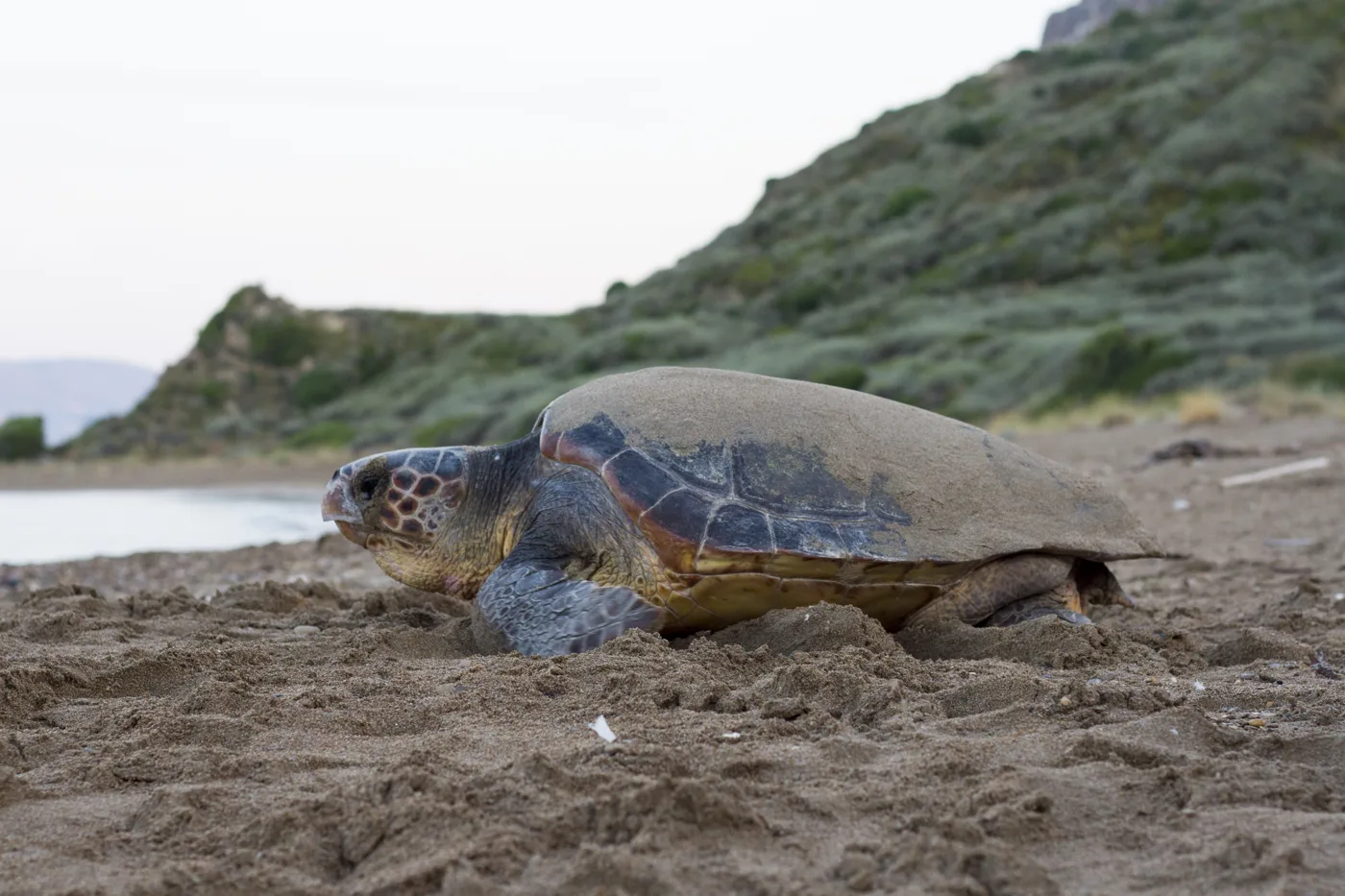 A loggerhead turtle on the sand, with a green hill behind