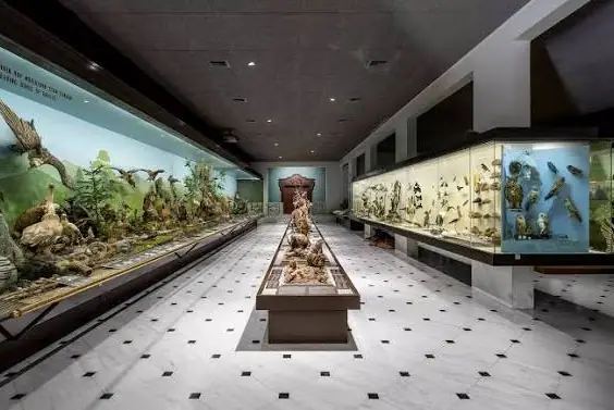 Il corridoio con i diorami degli uccelli e le vetrine dei rapaci al Museo di storia naturale Goulandris