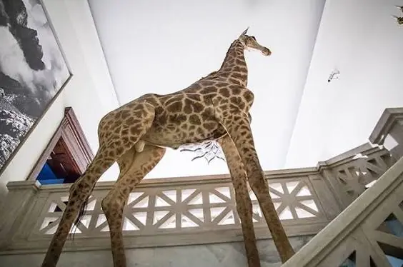 La giraffa impagliata accanto alla scala di marmo del Museo Goulandris, vista dal basso