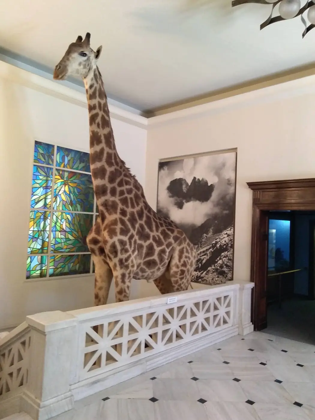 Una giraffa impagliata a grandezza naturale al Museo di storia naturale Goulandris