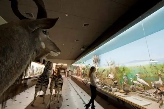 Cudù, zebre e uccelli delle zone umide nella grande sala del Museo Goulandris, con una visitatrice davanti alla vetrina