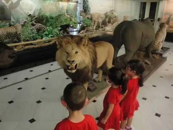 Bambini con magliette rosse guardano un leone impagliato in una sala del Museo di storia naturale Goulandris
