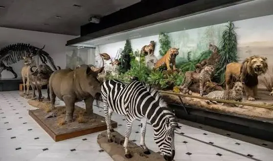 Rinoceronte, zebra e felini nella sala dei mammiferi del Museo Goulandris, con uno scheletro sullo sfondo