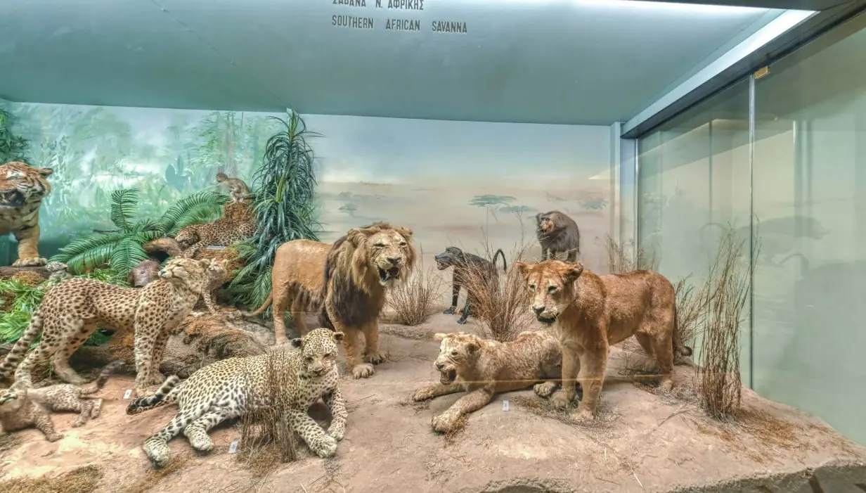 La vetrina della savana sudafricana al Museo Goulandris, con leoni, leopardi e una tigre