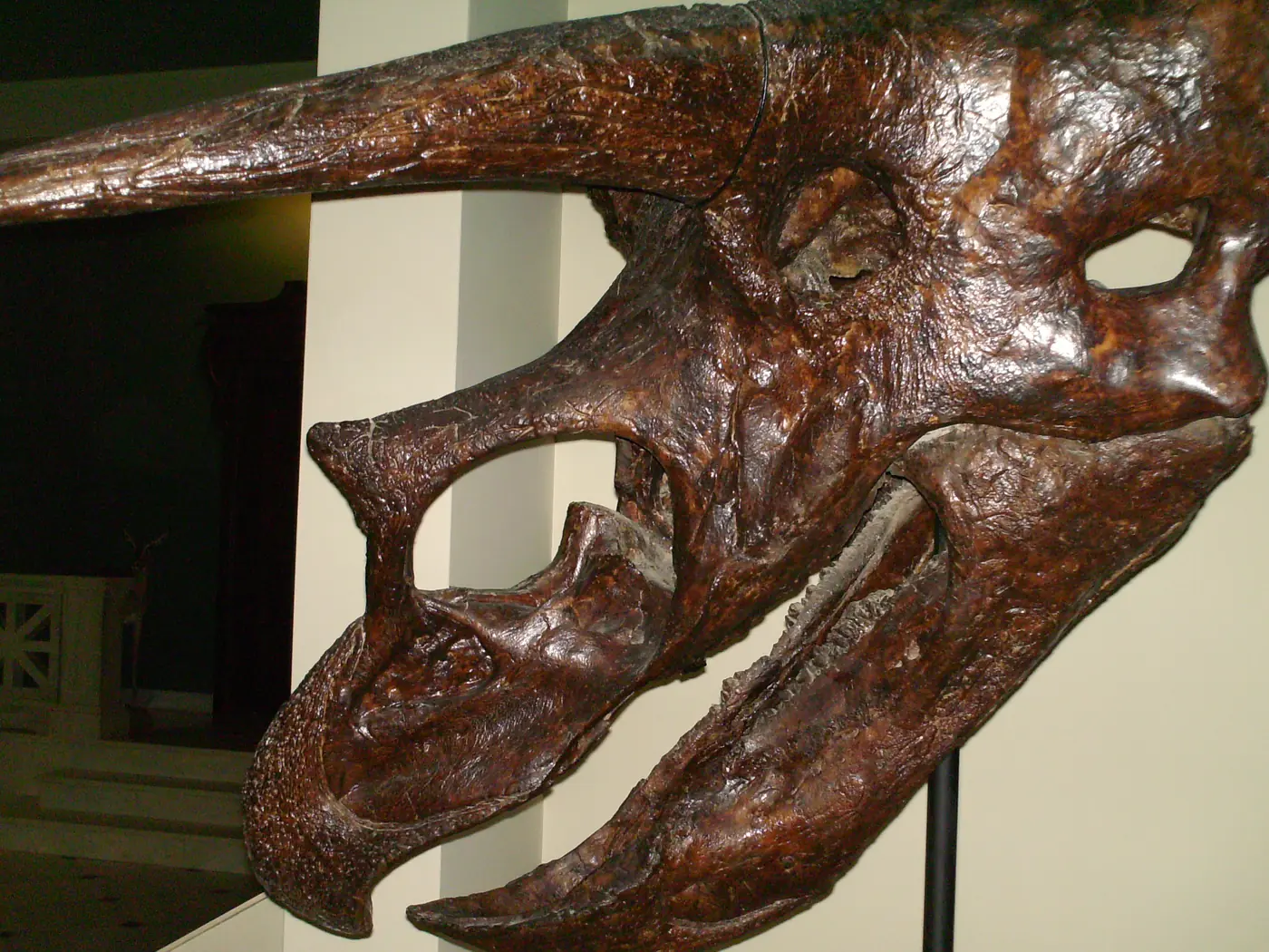 Il cranio del triceratopo da vicino, con le corna e il collare osseo, al Museo Goulandris