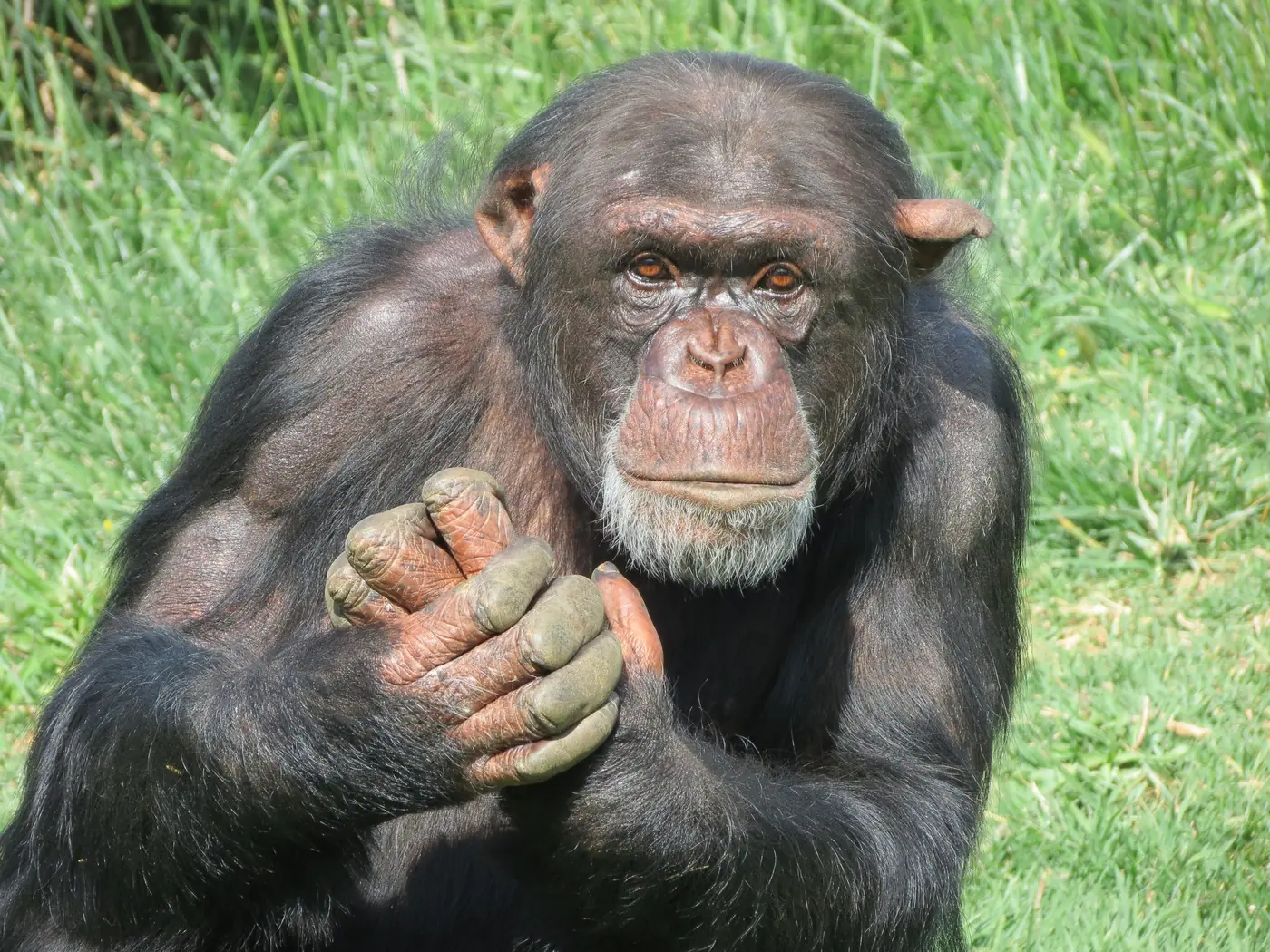 Uno scimpanzé seduto sull’erba a braccia incrociate al Parco zoologico dell’Attica