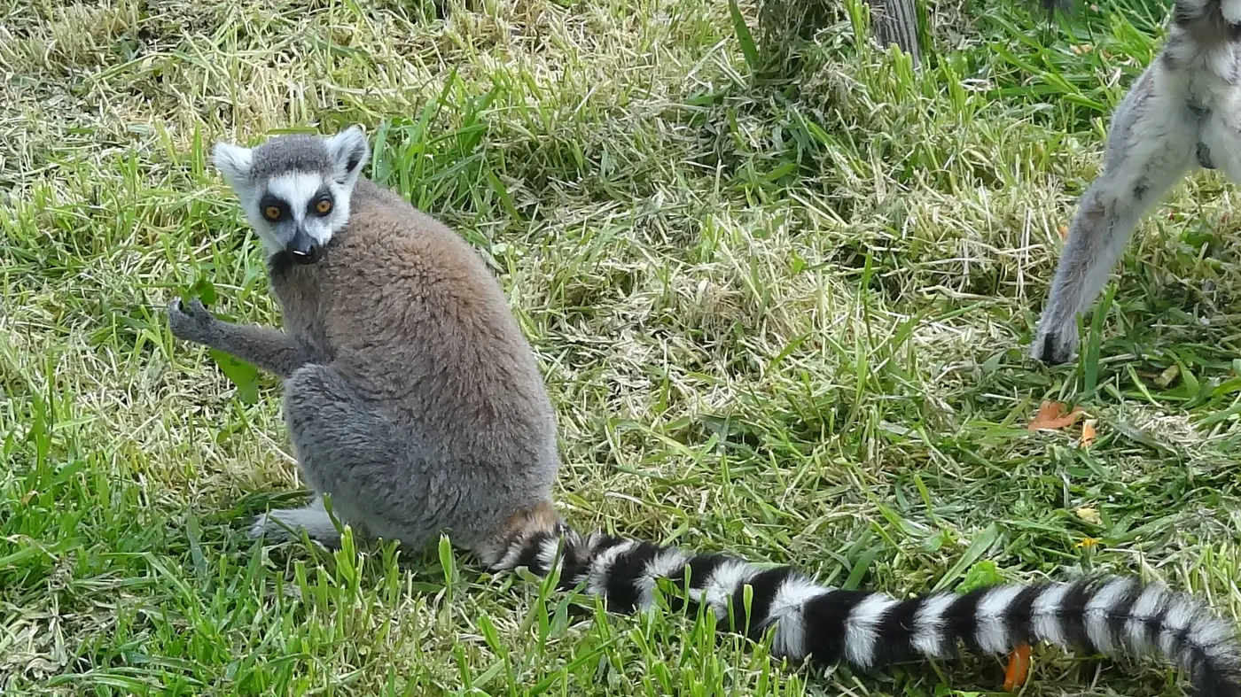 Un lemure catta dalla coda ad anelli seduto sull’erba del Parco zoologico dell’Attica, a Spata